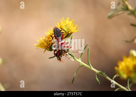 Apiomerus flaviventris o un assassino di api dai cieli gialli che si nutrono di un'ape al ranch Riparian Water in Arizona. Foto Stock