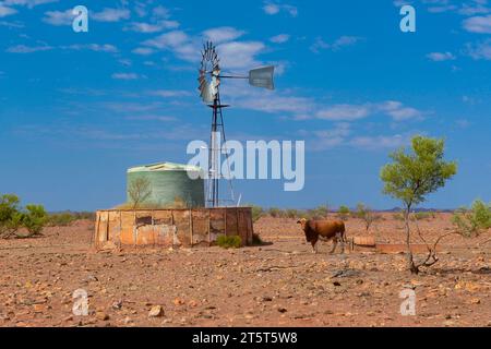 Bestiame in piedi accanto a una pala del vento e a una vasca d'acqua, vicino al Monte Augustus, Australia Occidentale, Australia Foto Stock