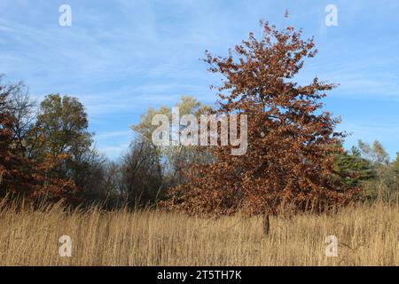 Spillo di quercia con foglie marroni in un prato a Iroquois Woods a Park Ridge, Illinois Foto Stock