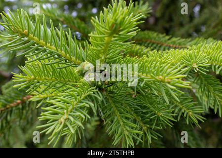Primo piano dei rami di Douglasfir - aghi e coni verdi vivaci Foto Stock