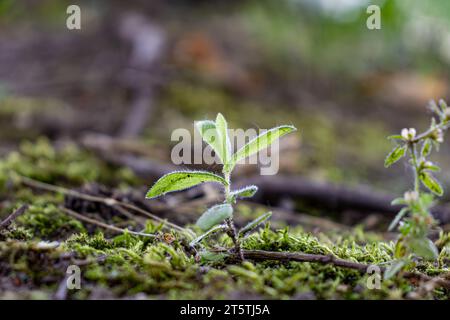 Pianta giovane - foglie verdi - pavimento di foresta di mosche Foto Stock