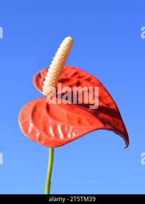 Fiore rosso Anthurium flamingo su sfondo blu Foto Stock