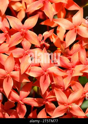 Primo piano della giungla di geranio Ixora coccinea su fiori di colore arancio Foto Stock