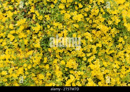 Dorato strisciante Jenny Lysimachia nummularia fiori gialli coprono pianta Foto Stock