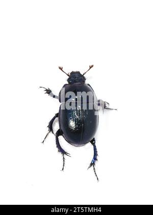 Lo scarabeo lucido del letame Anoplotrupes stercorosus isolato su sfondo bianco Foto Stock