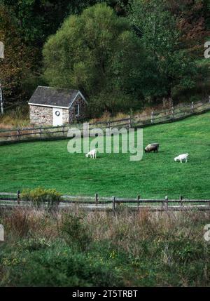 Animali da fattoria che pascolano in un lussureggiante pascolo verde. Foto Stock