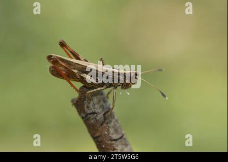 Primo piano naturale sulla rara cavalletta rufa, il Gomphocerippus rufus Foto Stock