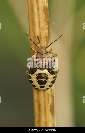 Primo piano verticale naturale su una ninfa del Bronze Shieldbug, Troilus luridus, seduto su un ramoscello Foto Stock