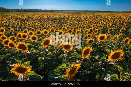 Balatonfuzfo, Ungheria - campo di girasoli sotto la calda luce del sole in estate con cielo azzurro vicino al lago Balaton. Contesto agricolo Foto Stock