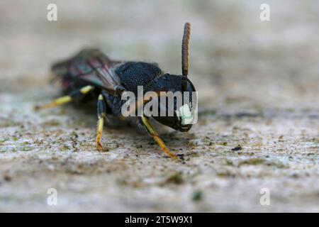 Primo piano dettagliato su un maschio della rara e minacciata ape spatolata, Hylaeus punctatus , trovata in Belgio Foto Stock