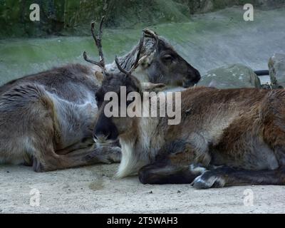 Primo piano naturale su due renne o caribù, Rangifer tarandus, stesi a terra Foto Stock