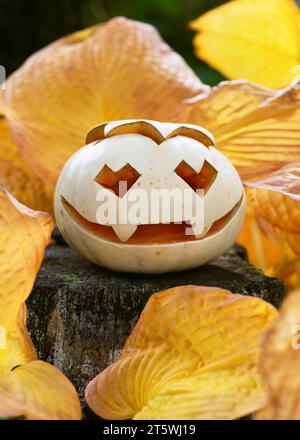 Halloween carina zucca bianca ricurva con occhi dal cuore divertente e volto sorridente di vampiro nelle foglie gialle autunnali. Tradizione da trattare o da ingannare. Artigianato autunnale Foto Stock