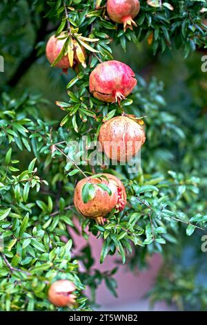 I frutti rossi maturi di melograno crescono sull'albero di melograno in giardino. Punica granatum fruit, primo piano. Foto Stock