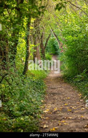 Ritratto di un mistico sentiero escursionistico attraverso una natura lussureggiante con alberi e cespugli Foto Stock