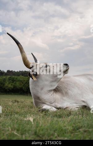 Il bestiame grigio ungherese (Bos primigenius taurus hungaricus) riposa nel pascolo. Foto Stock