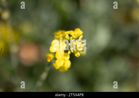 Champs colza francia Foto Stock