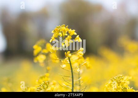 Champs colza francia Foto Stock