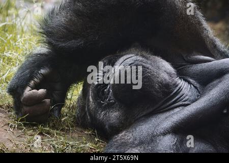 Un gorilla maschio di montagna silverback che riposa per terra Foto Stock