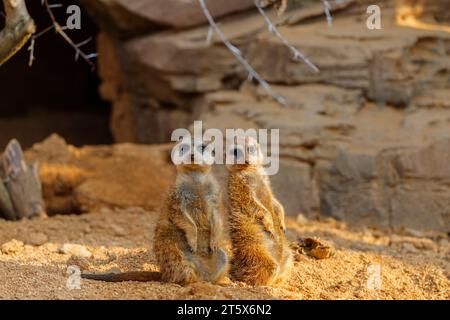 Suricata suricatta (famiglia: Herpestidae). Nomi comuni: meerkat, suricato. Nome comune della famiglia: mongoose. Foto Stock