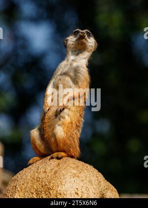 Suricata suricatta (famiglia: Herpestidae). Nomi comuni: meerkat, suricato. Nome comune della famiglia: mongoose. Foto Stock