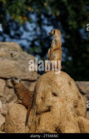 Suricata suricatta (famiglia: Herpestidae). Nomi comuni: meerkat, suricato. Nome comune della famiglia: mongoose. Foto Stock