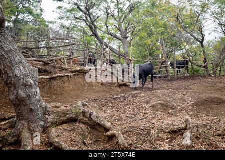 Dalla spiaggia di Nosy Be a Mont Passot Foto Stock