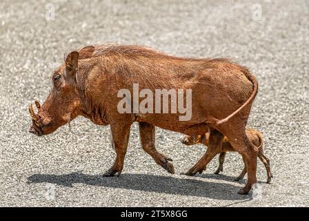 Scrofa selvatica con suinetto al Parco Nazionale degli elefanti di Addo in Sudafrica Foto Stock