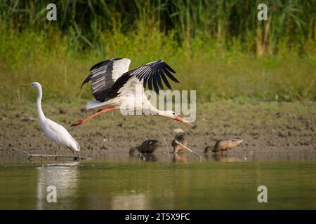 Una cicogna bianca che vola a bassa quota sull'acqua, una giornata di sole in autunno, Austria Foto Stock