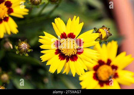 Un ritratto di più splendidi fiori di coreopsis. L'incantato fiore di vigilia ha un rosso con petali gialli e un nucleo giallo ed è in piedi in una pentola Foto Stock