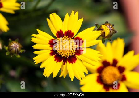 Un ritratto di primo piano di più bellissimi fiori coreopsis. L'incantato fiore di vigilia ha un rosso con petali gialli e un nucleo giallo ed è in piedi Foto Stock