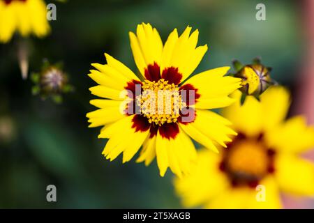 Un ritratto a bassa profondità di campo di più splendidi fiori coreopsis. L'incantato fiore di vigilia ha un rosso con petali gialli e un nucleo giallo e. Foto Stock