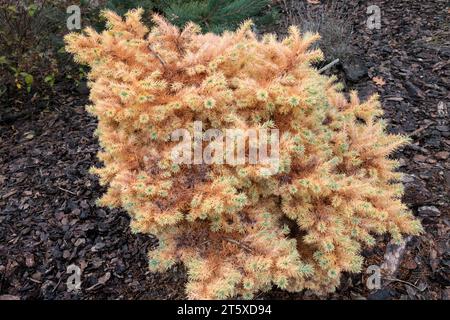 Autunno, fogliame, nano, arco giapponese, cambiamento, foglie, Larix kaempferi Blue Ball, in giardino Foto Stock