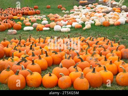 Varietà di zucche in vendita in una fattoria rurale in Virginia USA Foto Stock