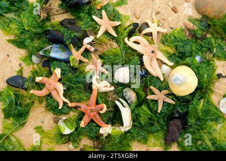 Stelle marine lavate sulla spiaggia. Foto Stock