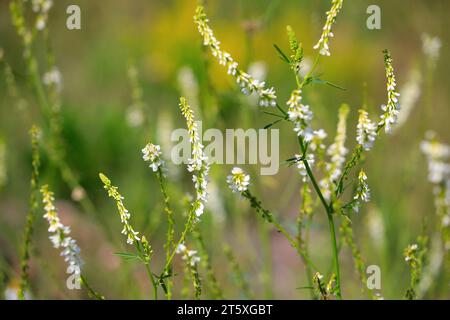 Il profumato Melilotus Albus, chiamato anche Trigonella alba, noto come trifoglio di miele o trifoglio, è una preziosa pianta di miele. Sud della Finlandia, luglio 2023 Foto Stock