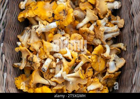 Funghi chanterelle appena raccolti, primo piano in un cestino di vimini Foto Stock