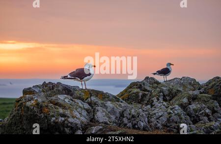 Il gabbiano delle aringhe (Larus argentatus) si erge su una roccia al tramonto sull'isola di Skomer sulla costa del Pembrokeshire vicino a Marloes, Galles occidentale, famosa per la fauna selvatica Foto Stock