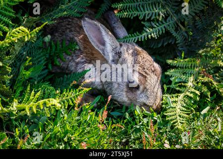 La testa di un coniglio (Oryctolagus cuniculus) e le orecchie in cracken su Skomer, un'isola al largo della costa del Pembrokeshire, nel Galles occidentale, nota per la sua fauna selvatica Foto Stock