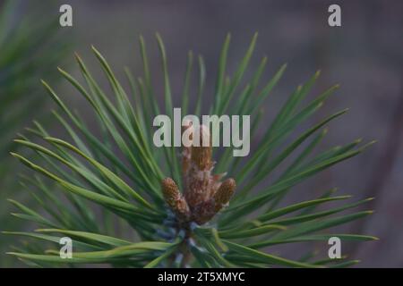 Giovani gemme di pino sui rami da vicino, sfondo verde naturale. blossom Scots boccioli di pino utilizzati di farmaci sani nella medicina alternativa. Foto Stock