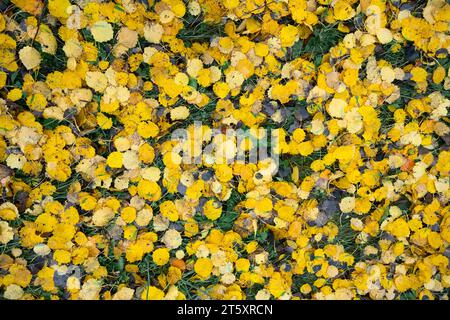 Foglie di aspen gialle in erba verde durante la stagione autunnale. Sfondo fogliame autunnale. Texture della natura creativa Foto Stock