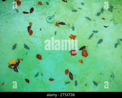 Molte foglie e aghi di colore autunnale sulla superficie e sul fondo della piscina, colore verde dell'acqua, sotto la pioggia. Sfondo naturale. Foto Stock