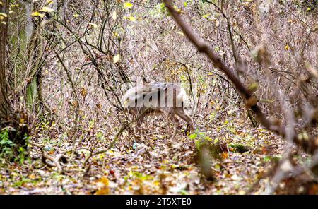 Dundee, Tayside, Scozia, Regno Unito. 7 novembre 2023. Tempo nel Regno Unito: Una mite mattinata autunnale al Dundee Camperdown Country Park produce meravigliose attrazioni autunnali, con giovani cervi di gobba bianca che vagano attraverso i boschi del parco. Crediti: Dundee Photographics/Alamy Live News Foto Stock