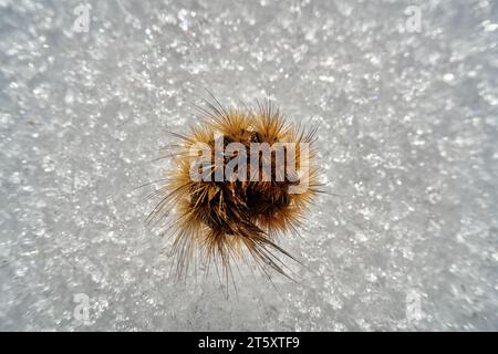 Falena invernale Caterpillar (Agrotis segetum) su ghiaccio. Il peloso e pungente bruco si è arricciato in un anello come reazione protettiva dagli insetti predatori Foto Stock