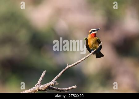 Mangiapapi dalla parte bianca arroccato su un albero in Botswana Foto Stock