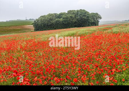 Un campo di papaveri di mais (Papaver rhoeas) in piena fioritura a metà estate, nel Weald of Kent, Regno Unito Foto Stock