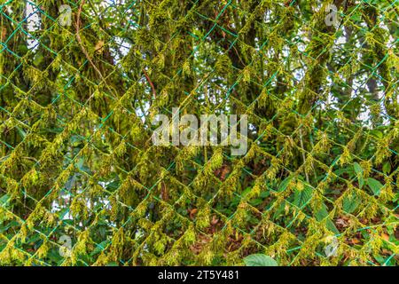 Moss da Mossy Highland, Cameron Highland, Pahang Malesia Foto Stock