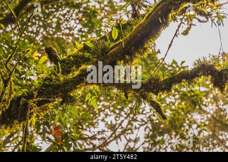 Moss da Mossy Highland, Cameron Highland, Pahang Malesia Foto Stock
