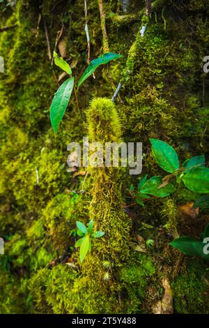 Moss da Mossy Highland, Cameron Highland, Pahang Malesia Foto Stock