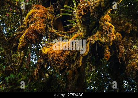 Moss da Mossy Highland, Cameron Highland, Pahang Malesia Foto Stock