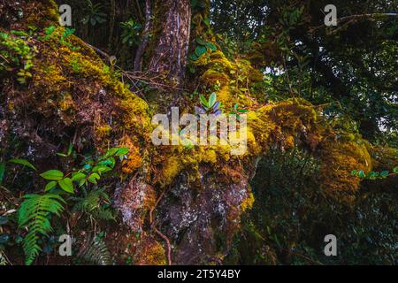 Moss da Mossy Highland, Cameron Highland, Pahang Malesia Foto Stock